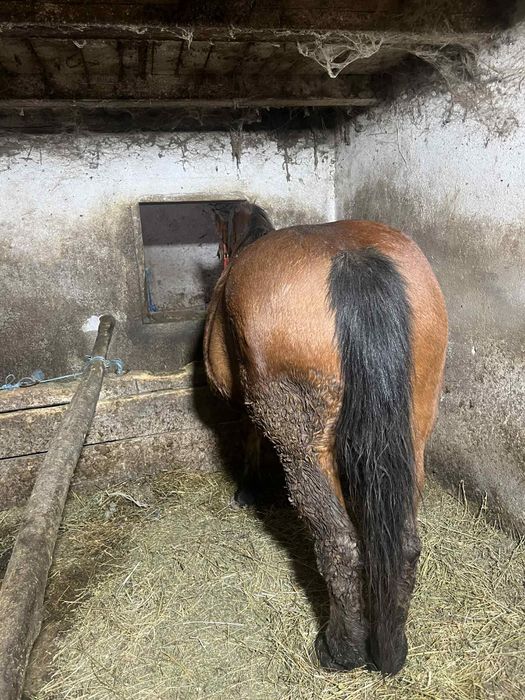 Vând iapă cuminte!