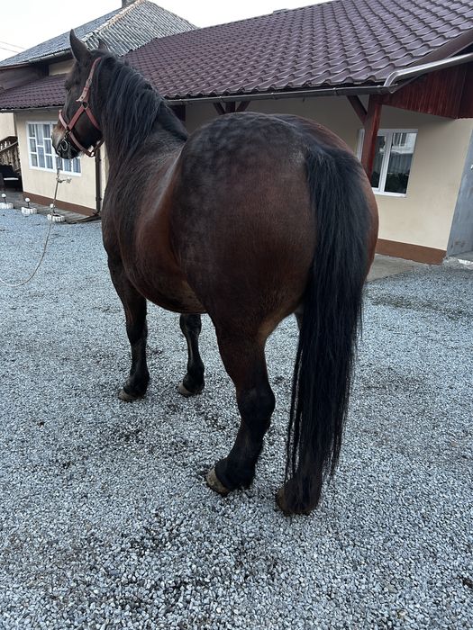 Vand iapa de 8 ani, gestanta