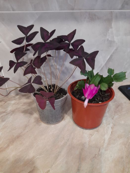 Продам комнатные цветы,, Кислицу и ,, Декабрист "