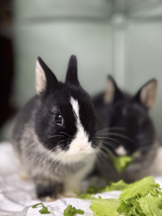 Ручнык кролики мини