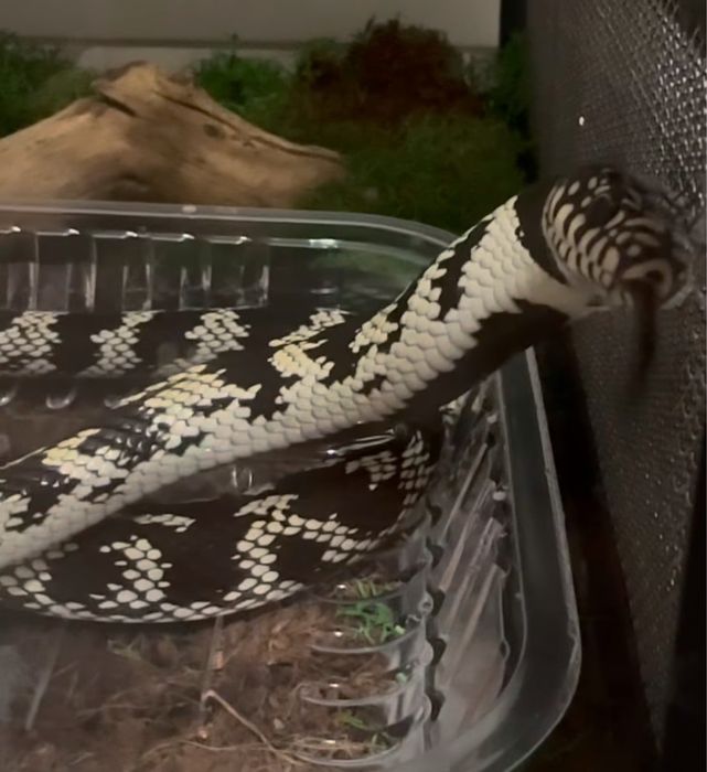 Калифорнийская королевская змея