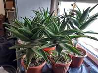 Aloe vera planta sau frunze la kilogram