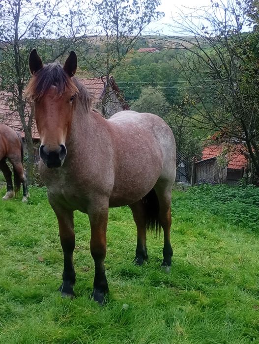 Vand manzà , in primavara face 2 ani