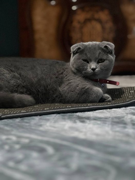 Skotsh fold zotli mushuk sotiladi qiz bola 1 yoshdan oshdi