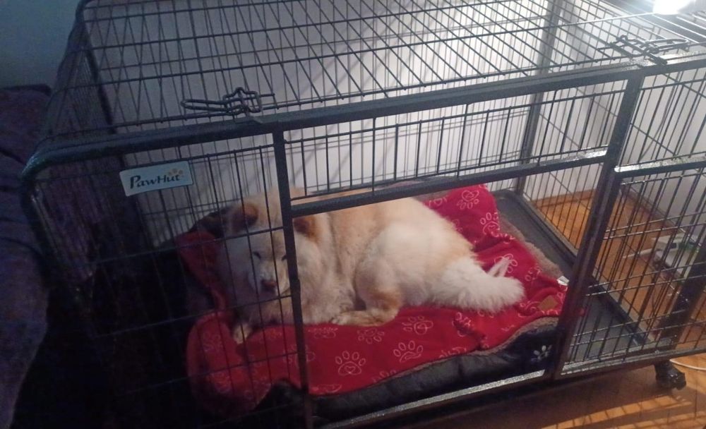 CUȘCĂ Câini Metal