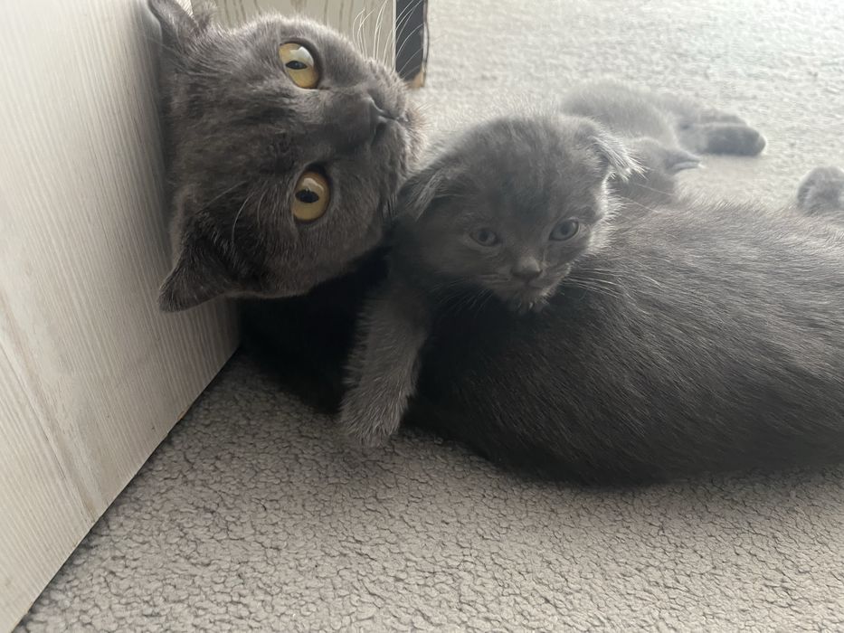 Котенок девочки и мальчик