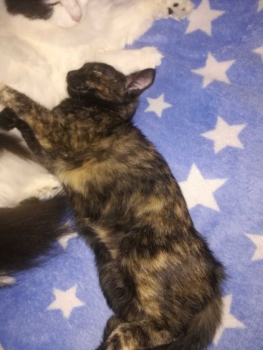 Подарявам коте на три месеца