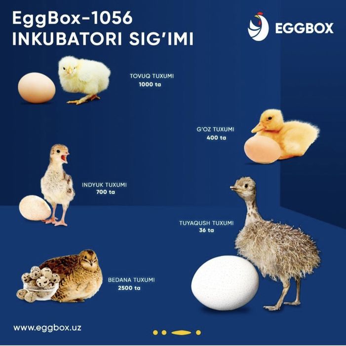 Inkubator xizmati jo'ja joja tuxum