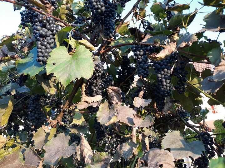 Struguri negri  cabernet pentru vin