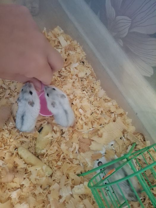 Джунгарски хамстери 4бр