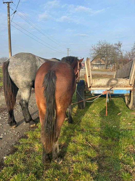 Vând mânză foarte bună