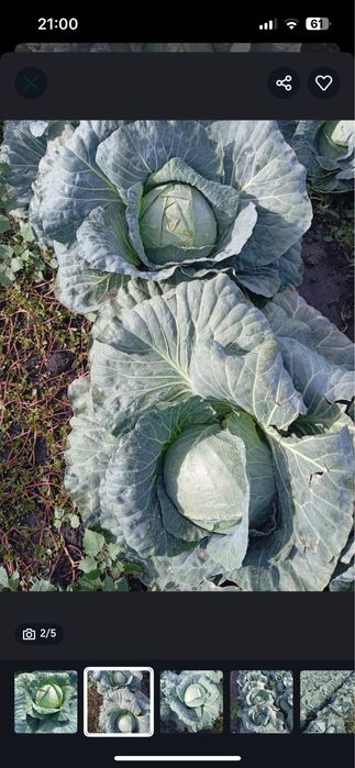 Vand varza Comuna Peretu