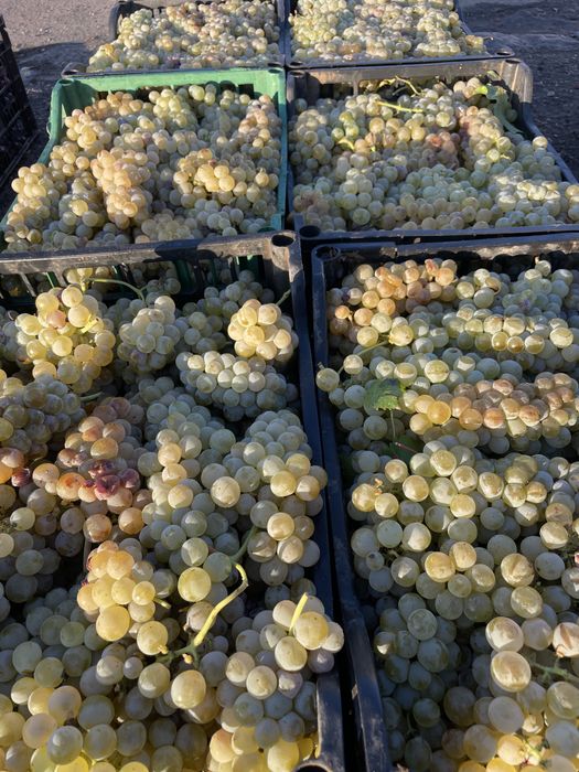 Struguri pentru vin
