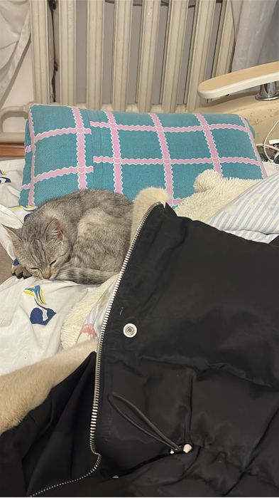 Отдам котенка в добрые руки