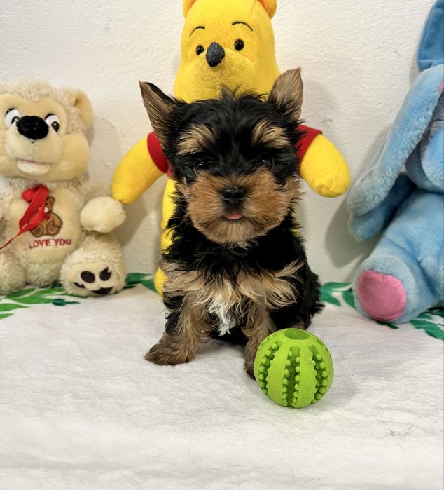 Йоркширски териер-Мини йорки