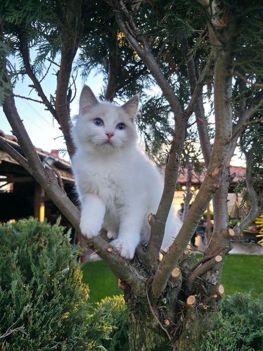 Ragdol/Рагдол на 3 месеца Две женски с родословие