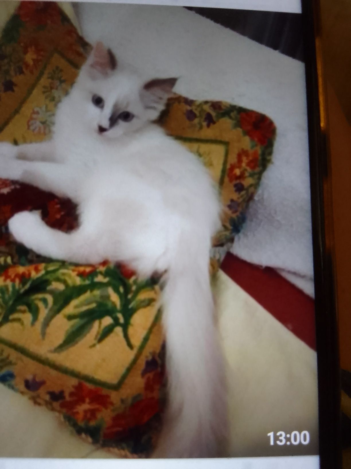 Котенок пушистый 2.5 мес.