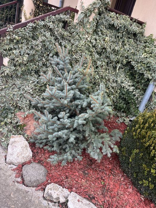 Brazi argintii de Craciun