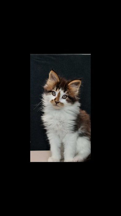 Pui de pisică rasa Maine Coon