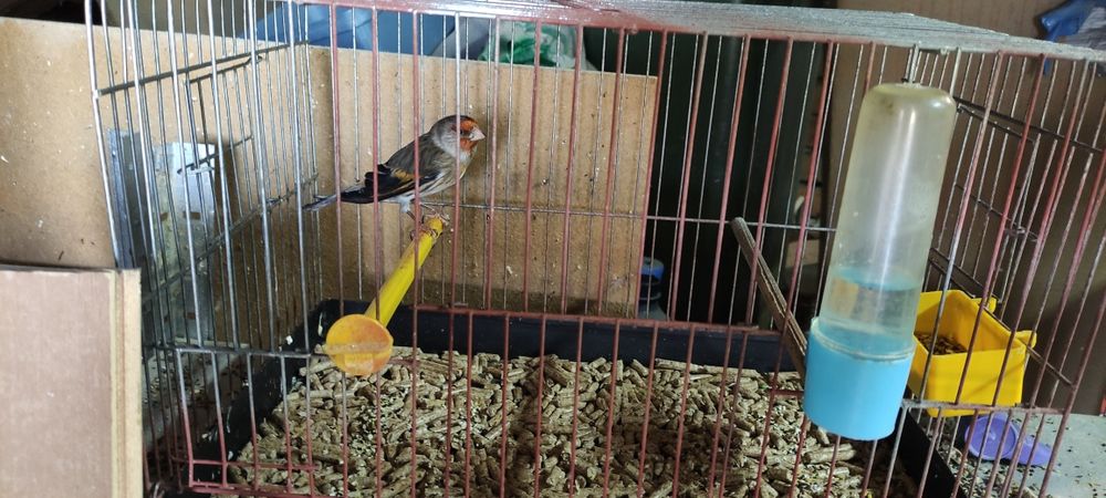 Хибрид от Щиглец