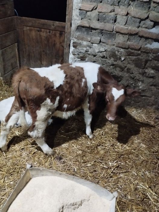 Vând doi vitei înțarcati