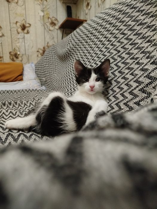 Малыши котята в семью. В добрые и заботливые руки