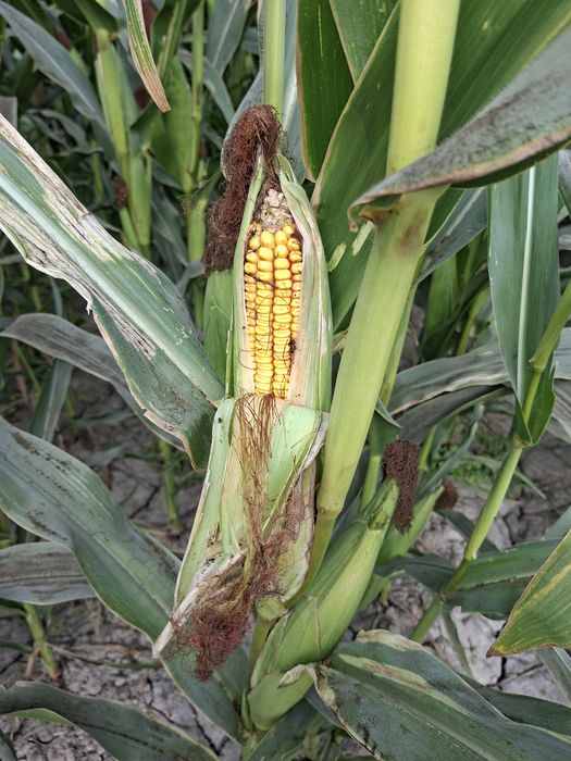 Makkajoxari silosga sotiladi