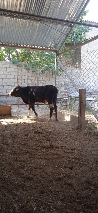 Buqa sotiladi narxi 15 million