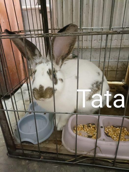 De vânzare 150lei 3 puiu de iepuraș + tata