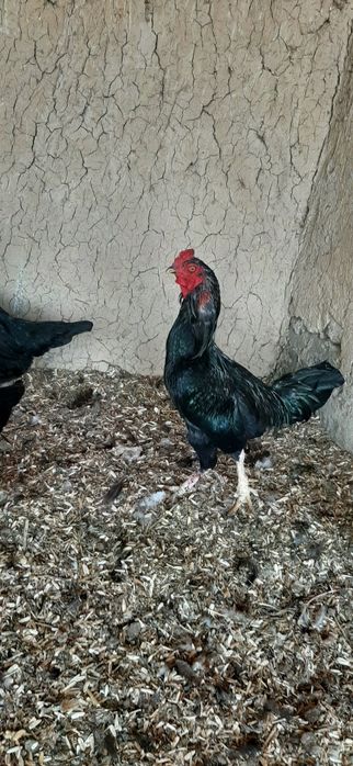 “Sifatli va sog‘lom xórozlar sotiladi!”