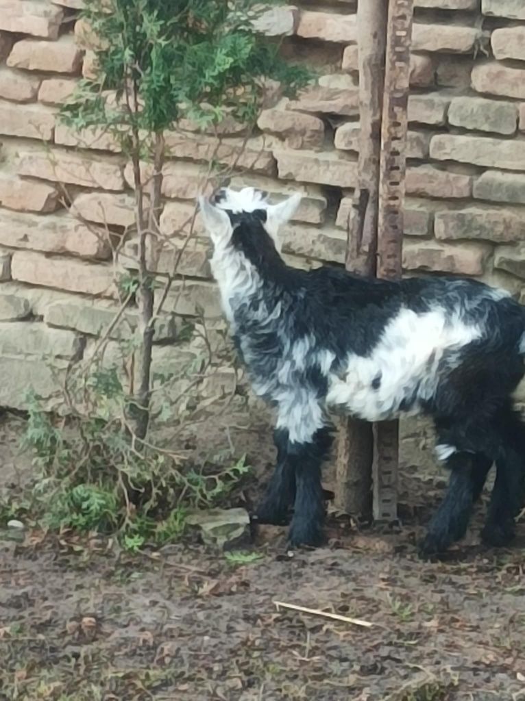 Vând iezii la un preț corect!