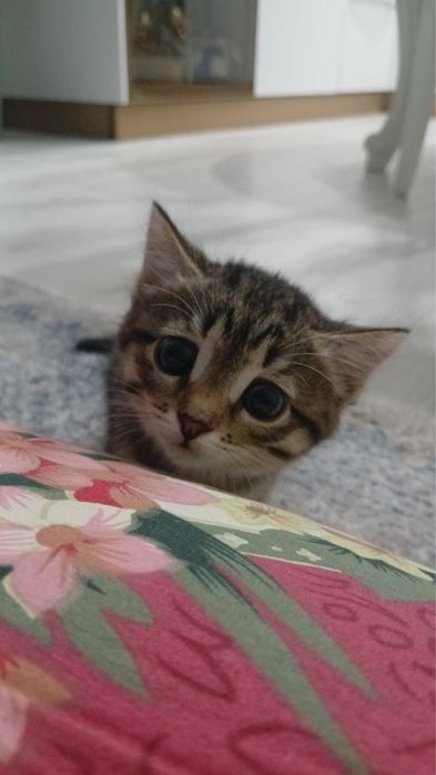 Отдам кошку в добрые руки