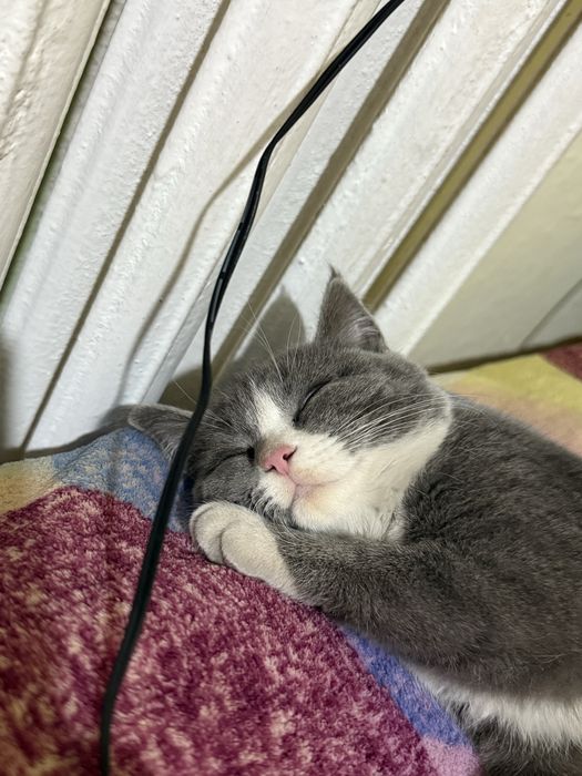 Продам кошку. Девочка примерно 3-4 месяца