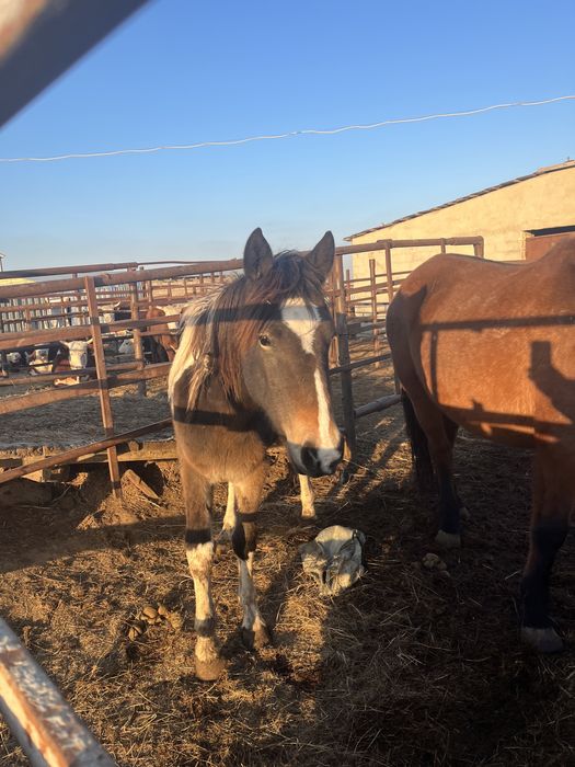 Жылқы құнажын байтал (цыган)