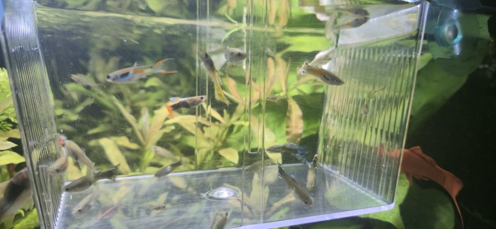Pesti Guppy / Endler
