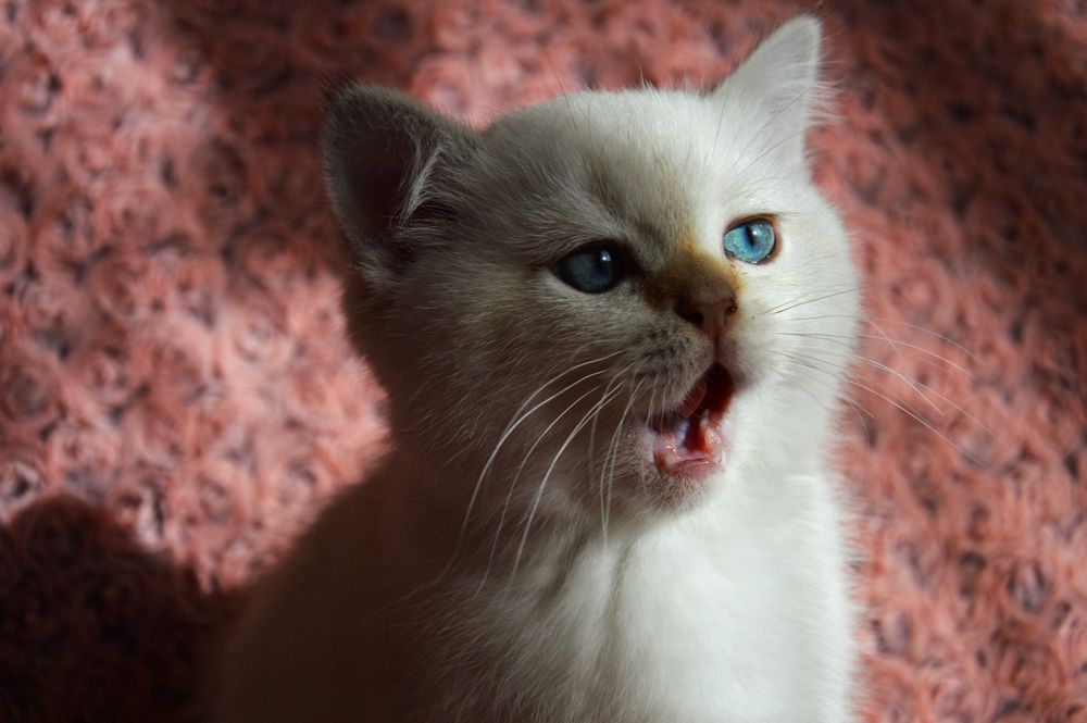 Златни и сребърни чинчили