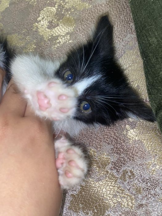 Pisicuta pentru adoptie