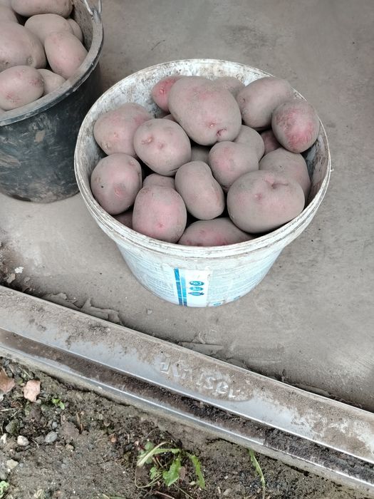Продам  едовой картофель
