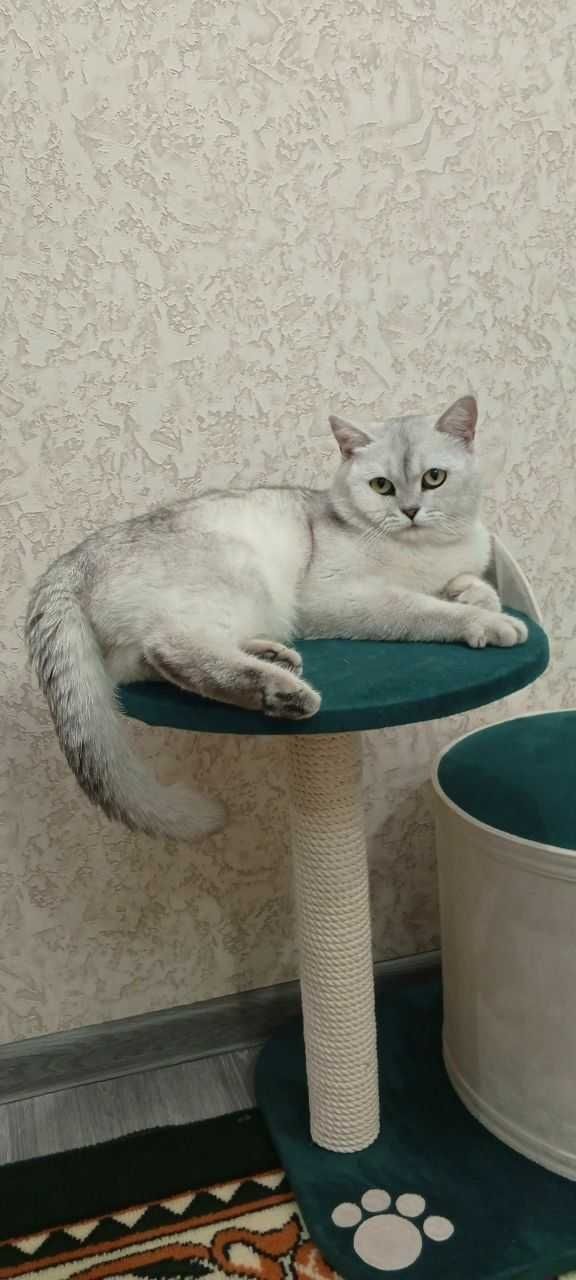 Serebristi shinshila Britan Viyaska (qushishga)