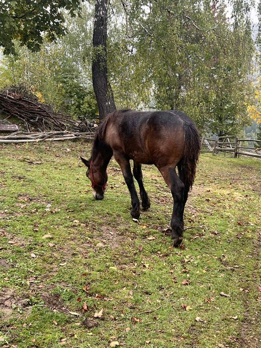 Vând mânză de 5 luni.