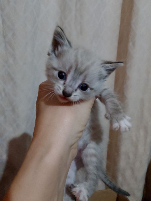 Отдам тайских котят в хорошие руки