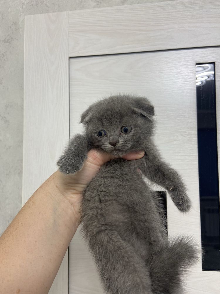Котята от правильной вязки