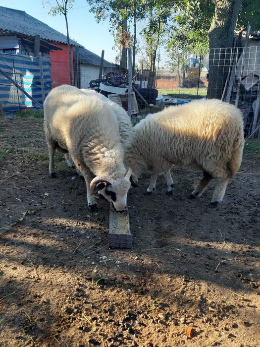vand miei 18 lei/kg comuna Suseni