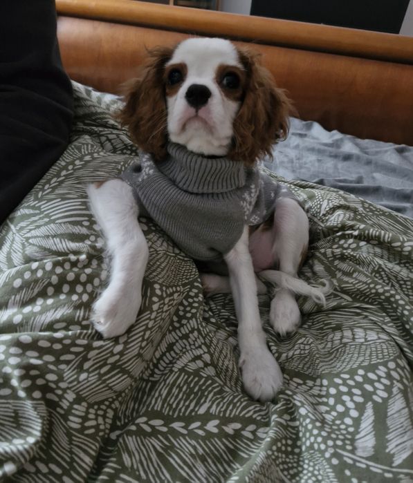 Cazare animale de companie