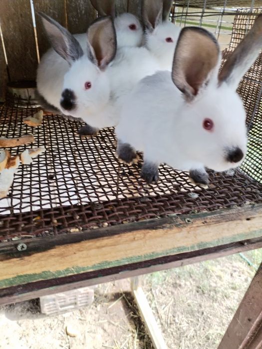 Vînd iepuraș din rasa californian