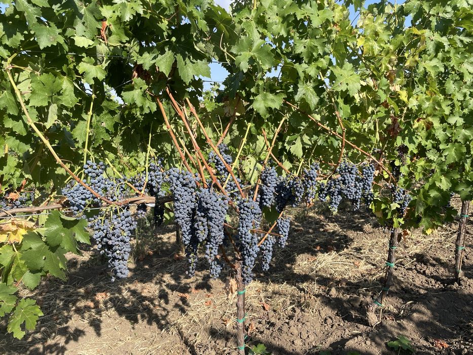 Vand struguri rosii Cabernet Sauvignon si Merlot