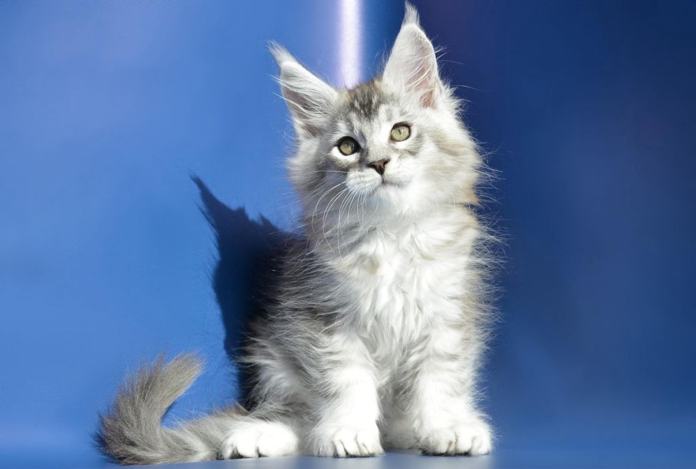 Motanel MAINE COON cu pedigree!