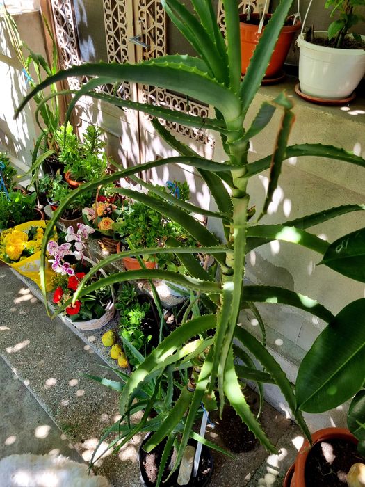 Vand Aloe Vera, vechime peste 15 ani