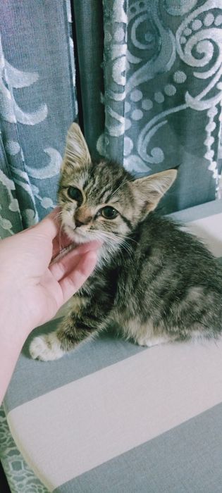 Пристраивается котенок