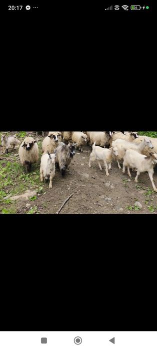 Vând 2 capre ,3 iede și un ied